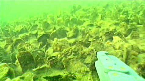 Underwater image